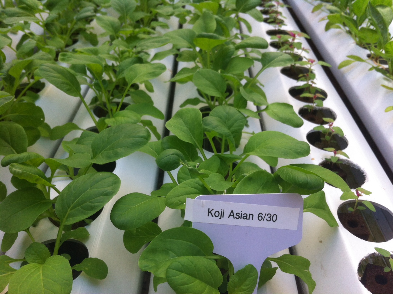 harlem-grown-urban-garden-new-york-5