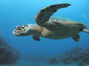 Abu Dhabi puts great effort in giving sea turtles their rightful home