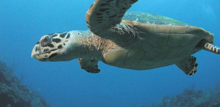 hawksbill-sea-turtle.jpg