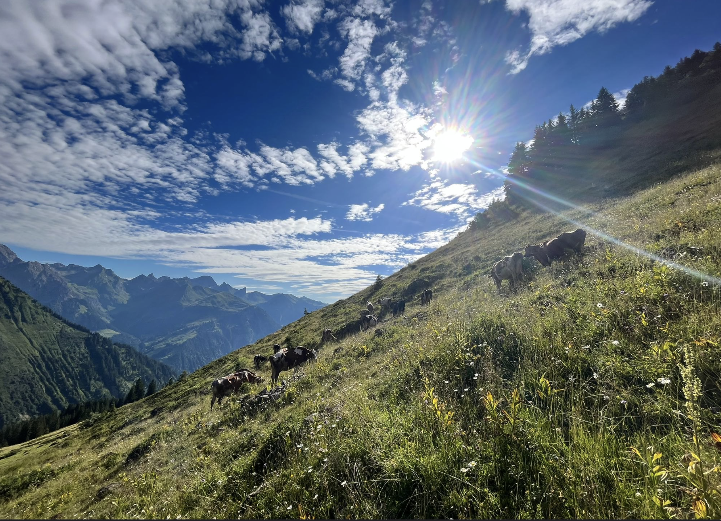 Alpine Farming ©ARGE Heumilch