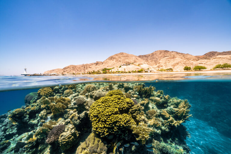 Elkhorn corals planted to restore reef diversity