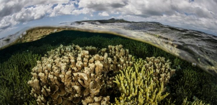 healthy-ocean-coral-reef.jpg