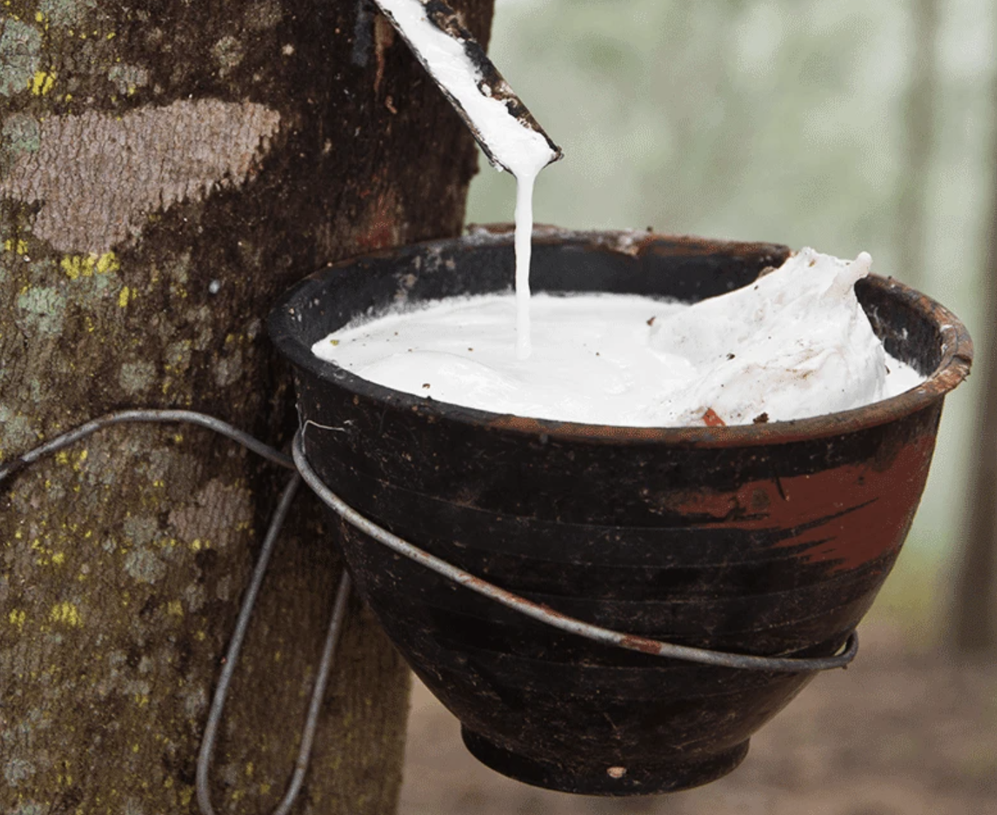 hevea milk, organic mattress raw materials