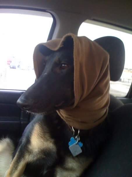 dog with hijab, iran, tehran dog walking ban in cars and in parks