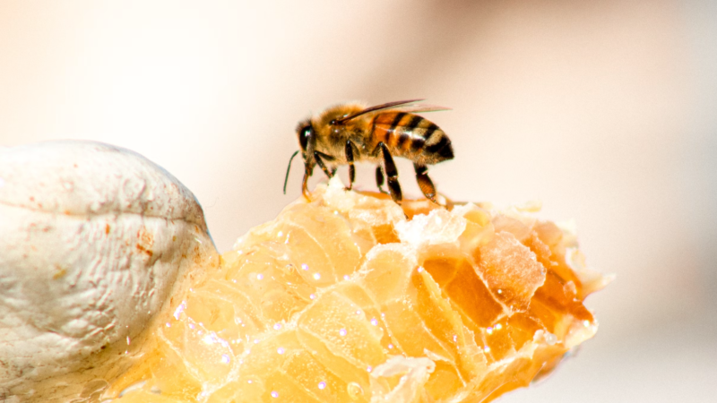 Is eating honeycomb good for you?