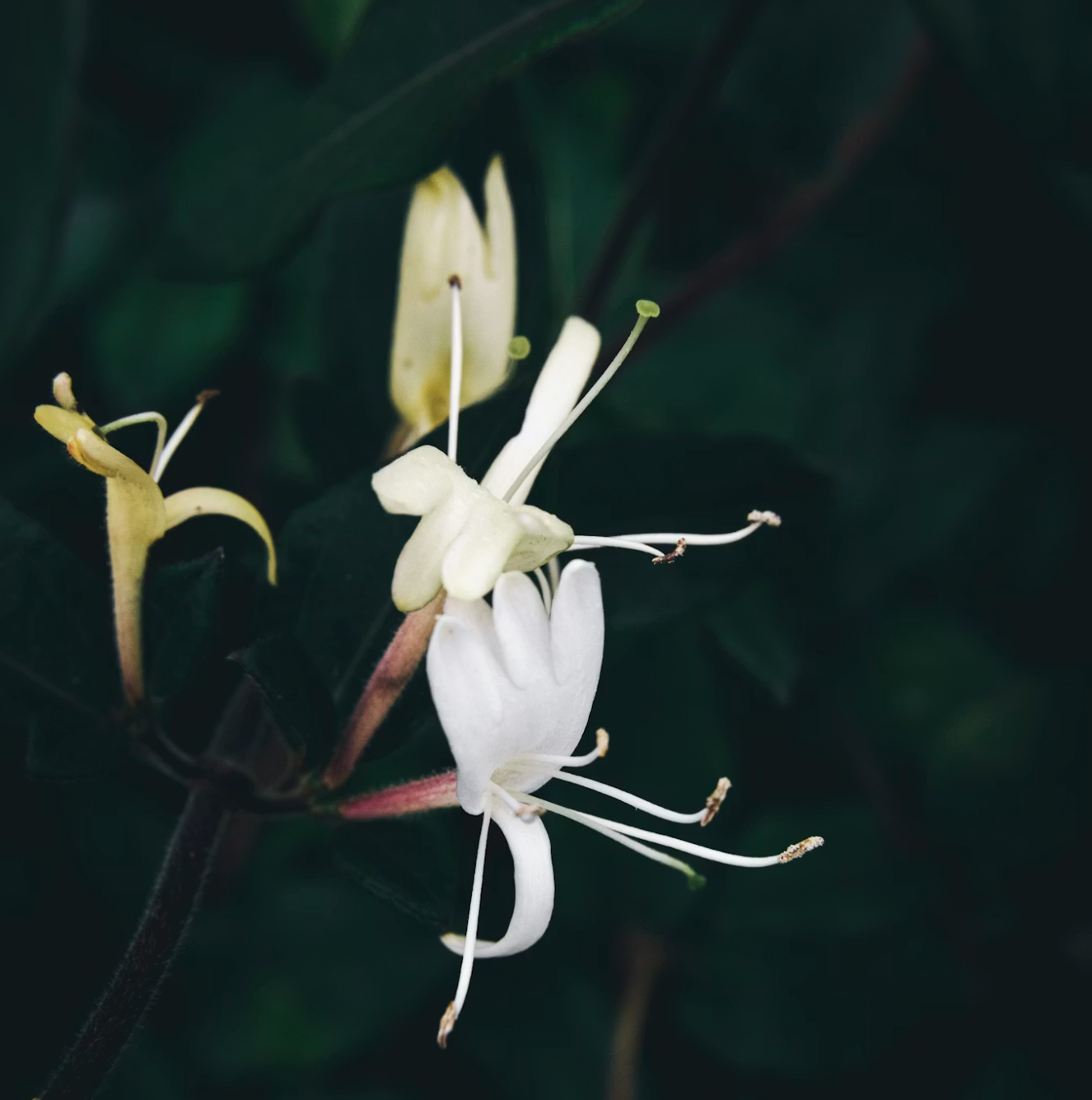 The honeysuckle is an ancient Chinese Medicine, now shown to help repair spinal cord injury