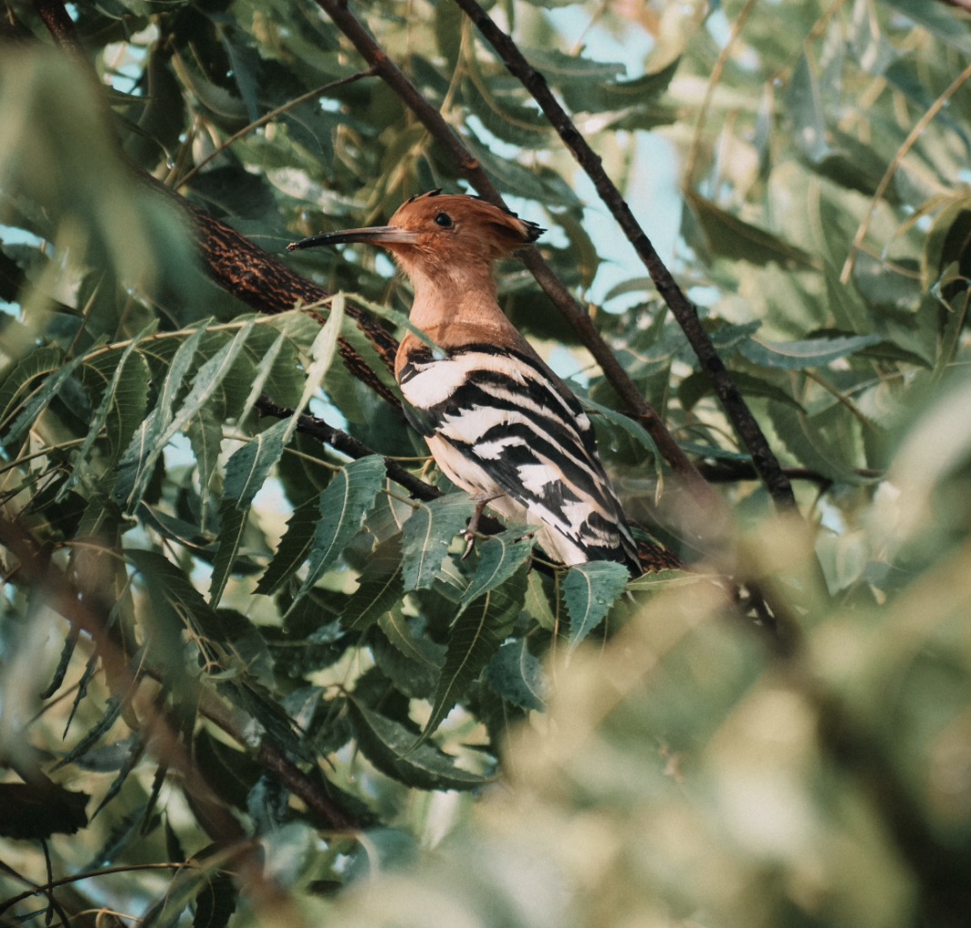 Hoopoe Bird chilling on a Neem tree.