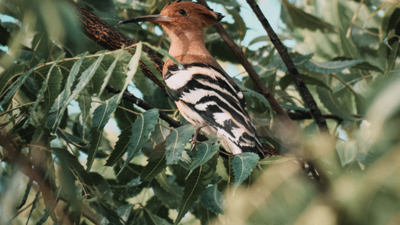 Can neem and tulsi purify water?