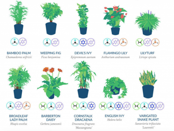 clean your air with houseplants
