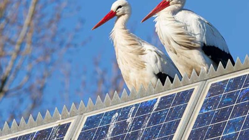 OECD: Renewable Energy Expansion Must Avoid New Ecological Trade-Offs