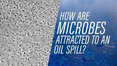 How microbes find an oil spill