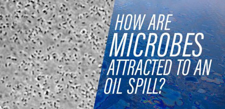 how-microbes-find-an-oil-spill.jpg
