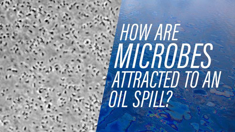 How microbes find an oil spill