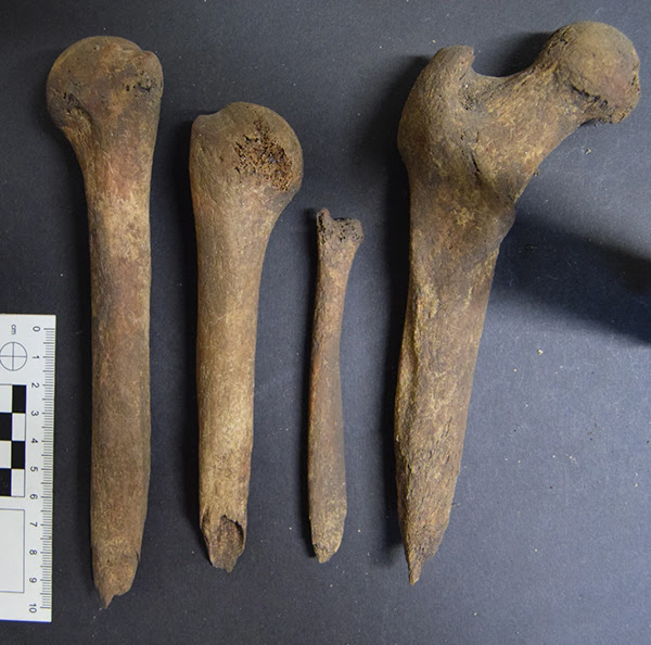 Iron Age tools made from human bones