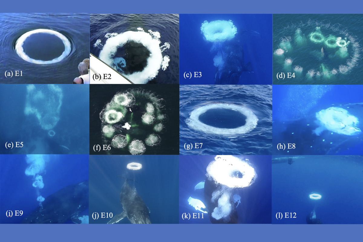 Composite image of at least one bubble ring from each episode. Photo attributions: (a) D. Knaub, (b) F. Nicklen, (c) D. Perrine, (d) W. Davis, (e) G. Flipse, (f) A. Henry, (g) M. Gaughan, (h) H. Romanchik, (i) D. Patton, (j) D. Perrine, (k) S. Istrup, (l) S. Hilbourne.