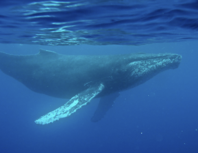 First ever recorded humpback whale recording found from 1949