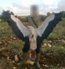 Europeans try to save storks, then this happens over Lebanon (warning graphic images)