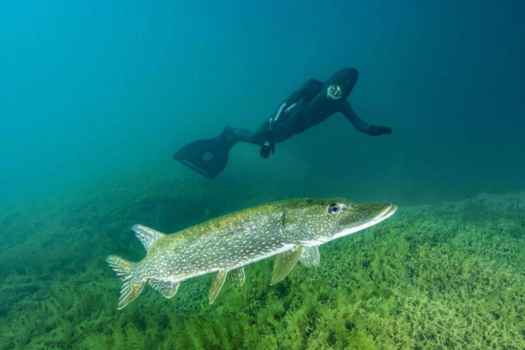 Hydrophilis, Oliver Isler’s experimental rebreather suit, reimagines diving by reducing drag, eliminating bubbles, and bringing humans closer to the natural movement of marine life.