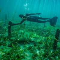 Dive into the past... Palaffitic site of Preverenges Lake Léman. The pilots date from the ancient bronze (1770 - 1600 BC. J.C. ! ). These sites are UNESCO World Heritage Site. A big hat to MAURO ZURCHER for making these beautiful photos in difficult conditions. Bravo! A dive into the past... Préverenges Pile Dwelling Site, Lake Geneva. The piles date back to the Early Bronze Age (1770-1600 BC!). These sites are listed as UNESCO World Heritage Sites.