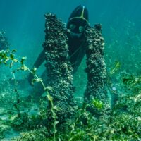 Dive into the past... Palaffitic site of Preverenges Lake Léman. The pilots date from the ancient bronze (1770 - 1600 BC. J.C. ! ). These sites are UNESCO World Heritage Site. A big hat to MAURO ZURCHER for making these beautiful photos in difficult conditions. Bravo! A dive into the past... Préverenges Pile Dwelling Site, Lake Geneva. The piles date back to the Early Bronze Age (1770-1600 BC!). These sites are listed as UNESCO World Heritage Sites.