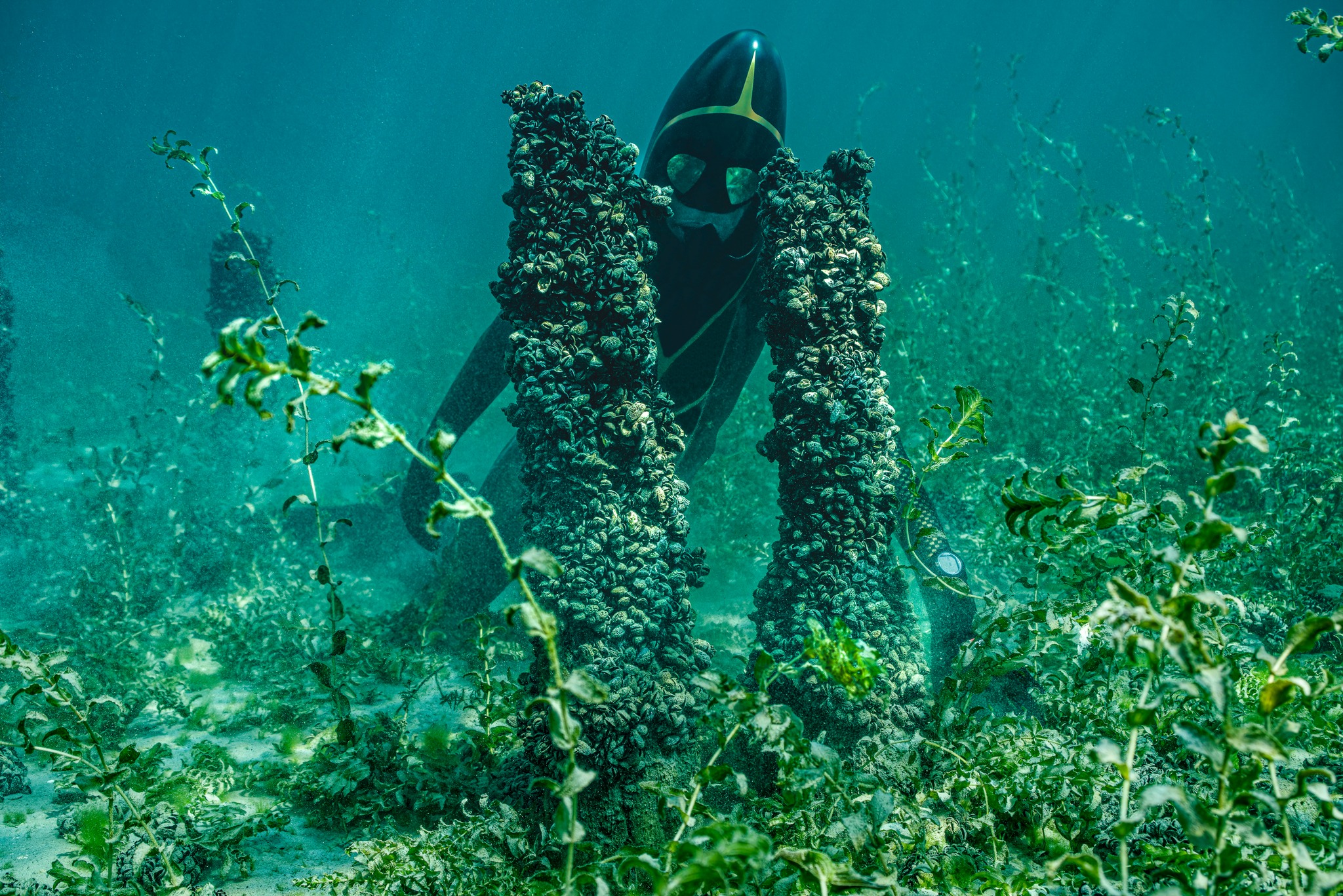 Dive into the past... Palaffitic site of Preverenges Lake Léman. The pilots date from the ancient bronze (1770 - 1600 BC. J.C. ! ). These sites are UNESCO World Heritage Site.A big hat to MAURO ZURCHER for making these beautiful photos in difficult conditions. Bravo! A dive into the past... Préverenges Pile Dwelling Site, Lake Geneva. The piles date back to the Early Bronze Age (1770-1600 BC!). These sites are listed as UNESCO World Heritage Sites.