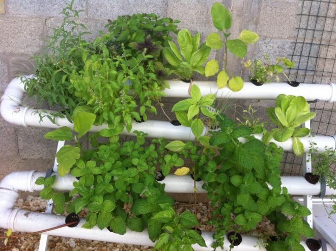 hydroponics in israel during shmita year