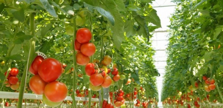 hydroponic-tomatoes.jpg
