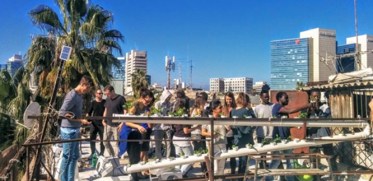 hydroponics-tel-aviv-1.jpg