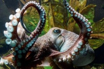 “Heavily-armed” octopus escapes from aquarium!