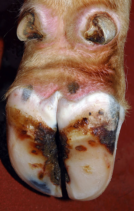 Foot and Mouth Disease on hoof, University of Oaklahoma