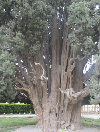 he Yazd Cedar (also known as the Cypress of Abarkuh or Sarv-e Abarqu