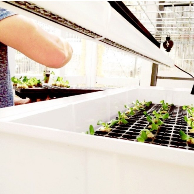 isabel vertical farm