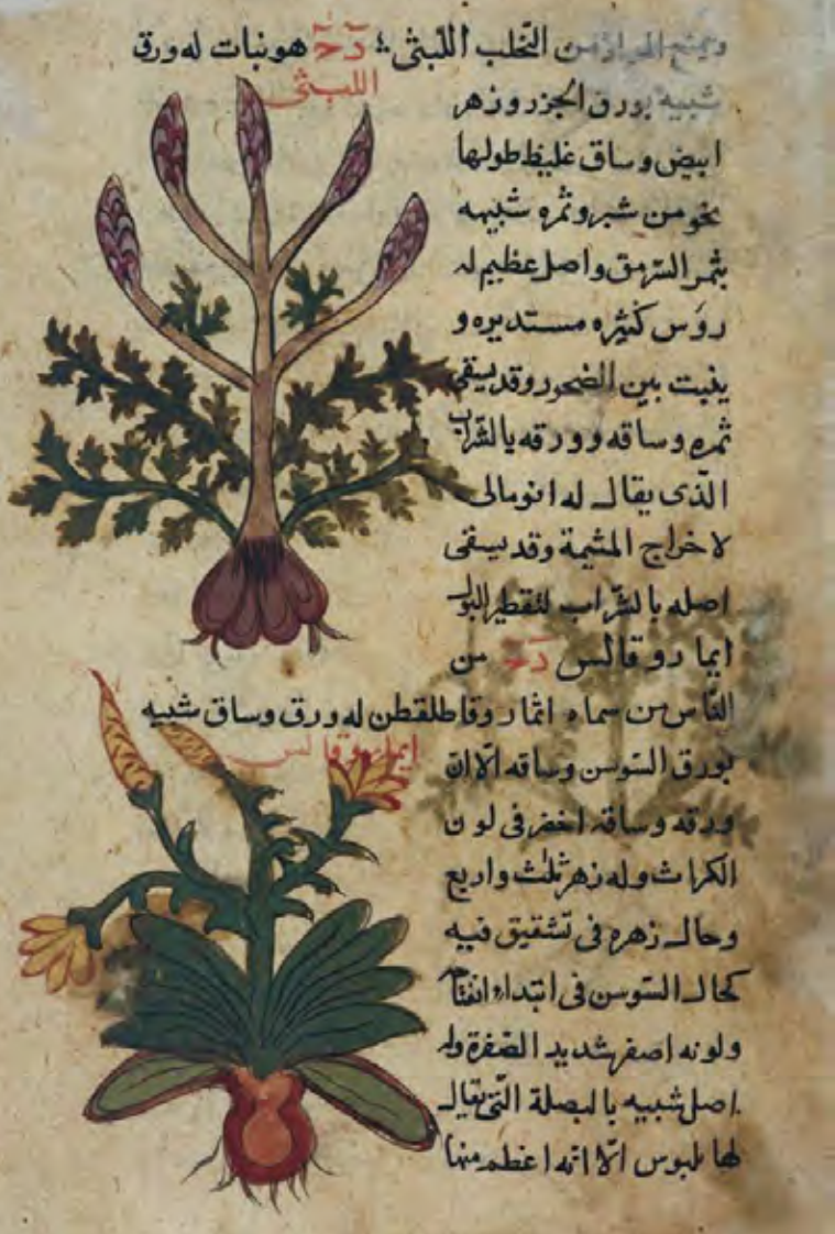 Figure 28 Names and diagrams of variousplants and herbs with medicinal properties in
the books written by scholars from 12th to
15th century. 