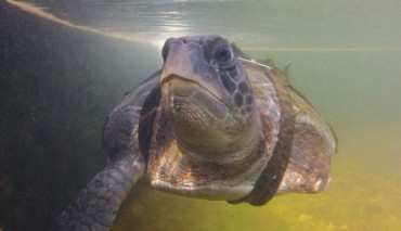 Paraplegic sea turtle lived without flippers for 4 years, then he got these