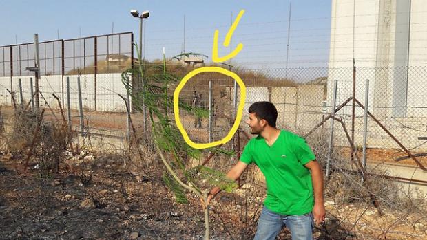 Lebanon plant trees border