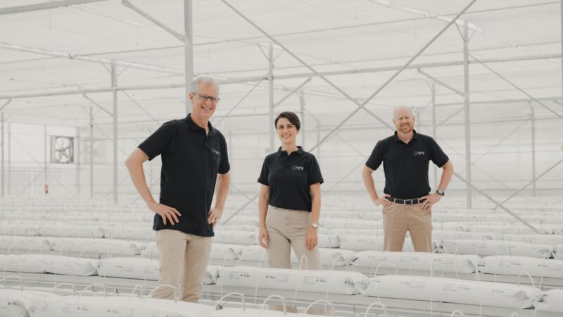 Saudi greenhouses to feed desert people