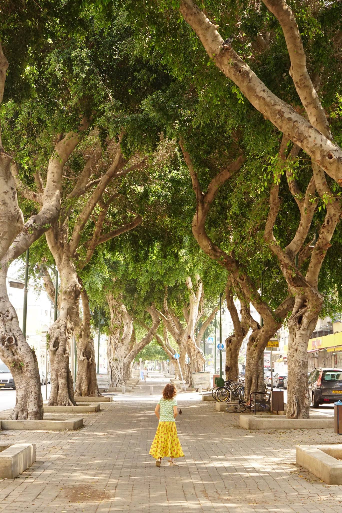 Green Prophet's reporting played a significant role in saving Jaffa Boulevard's trees in Jaffa from being cut down for a Light Rail Train. Image credit: Karin Kloosterman