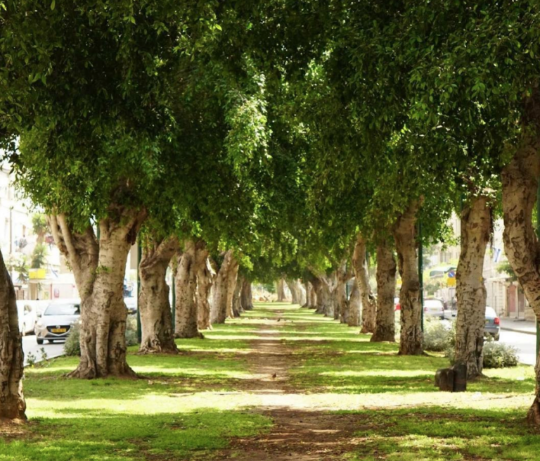 Cutting down ancient trees to make way for Jaffa’s eco-train