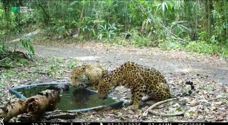 Thirst pics of jaguars caught on camera