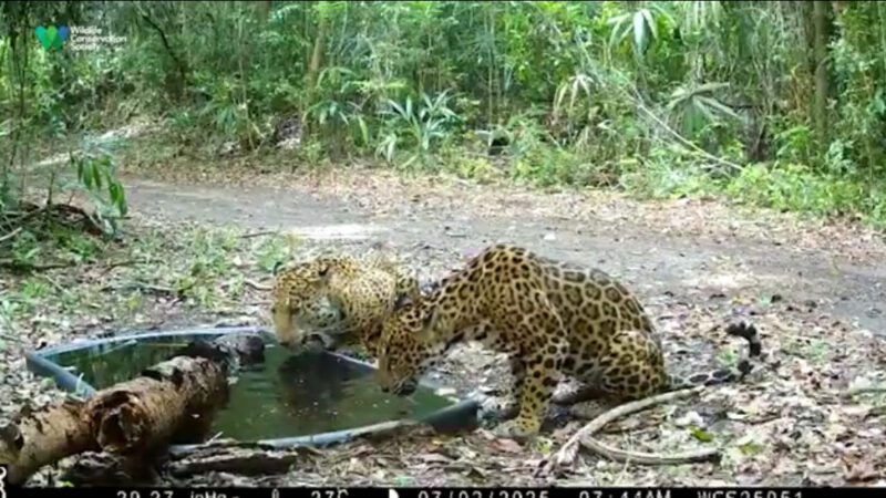 Thirst pics of jaguars caught on camera