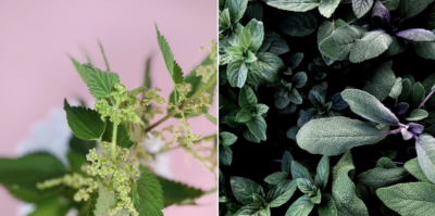 January’s seasonal produce celebrates nettles and sage