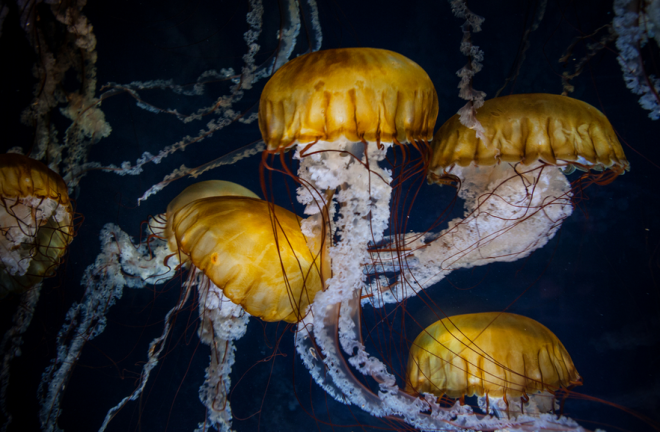 jellyfish in aquarium