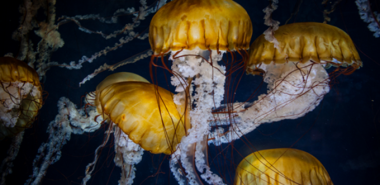 jellyfish-in-aquarium-660x4321.png