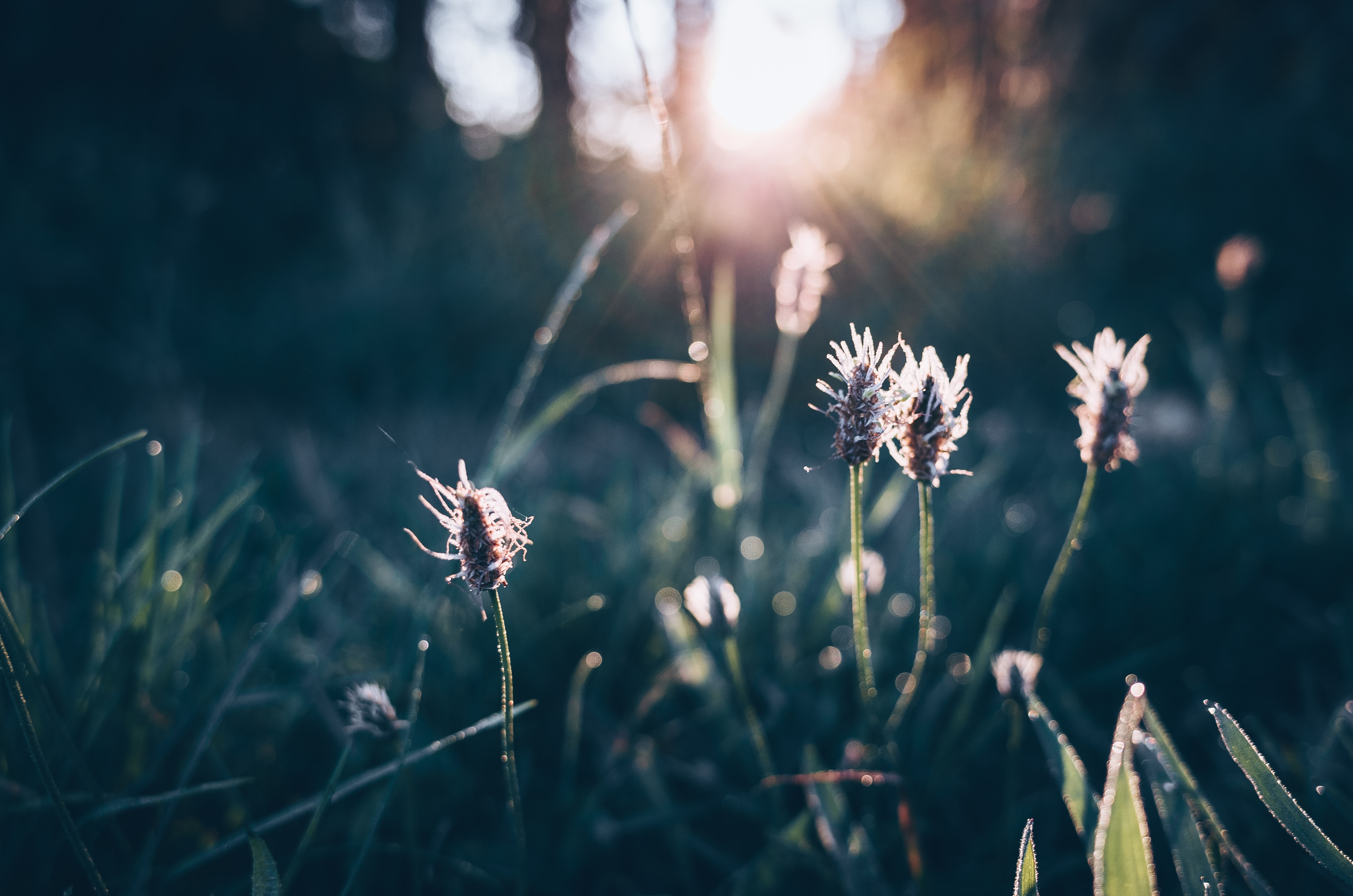 ribwort plantain medicinal plants