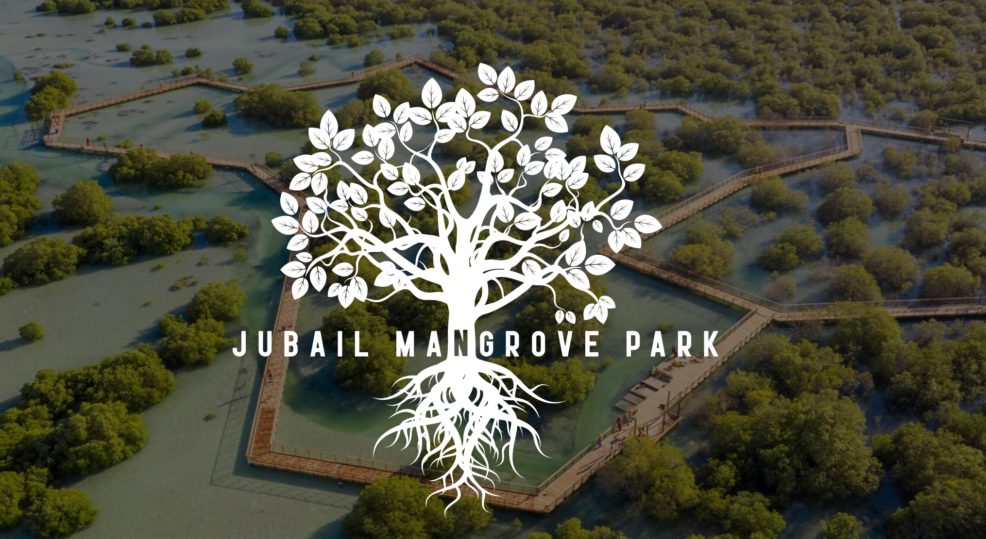 Jubail mangrove walk, shows how the sidewalk moves through mangrove forest