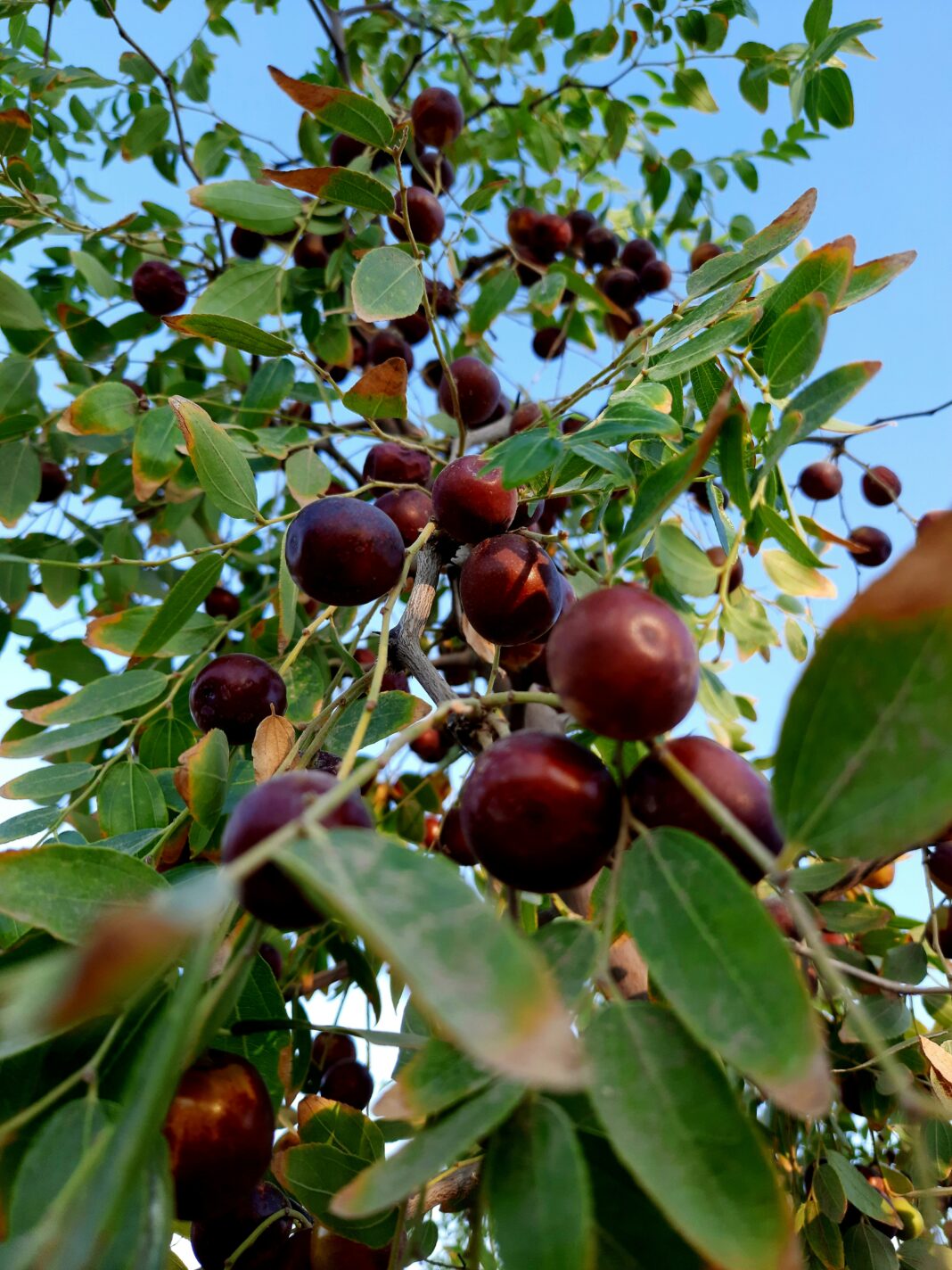 jujube fruit