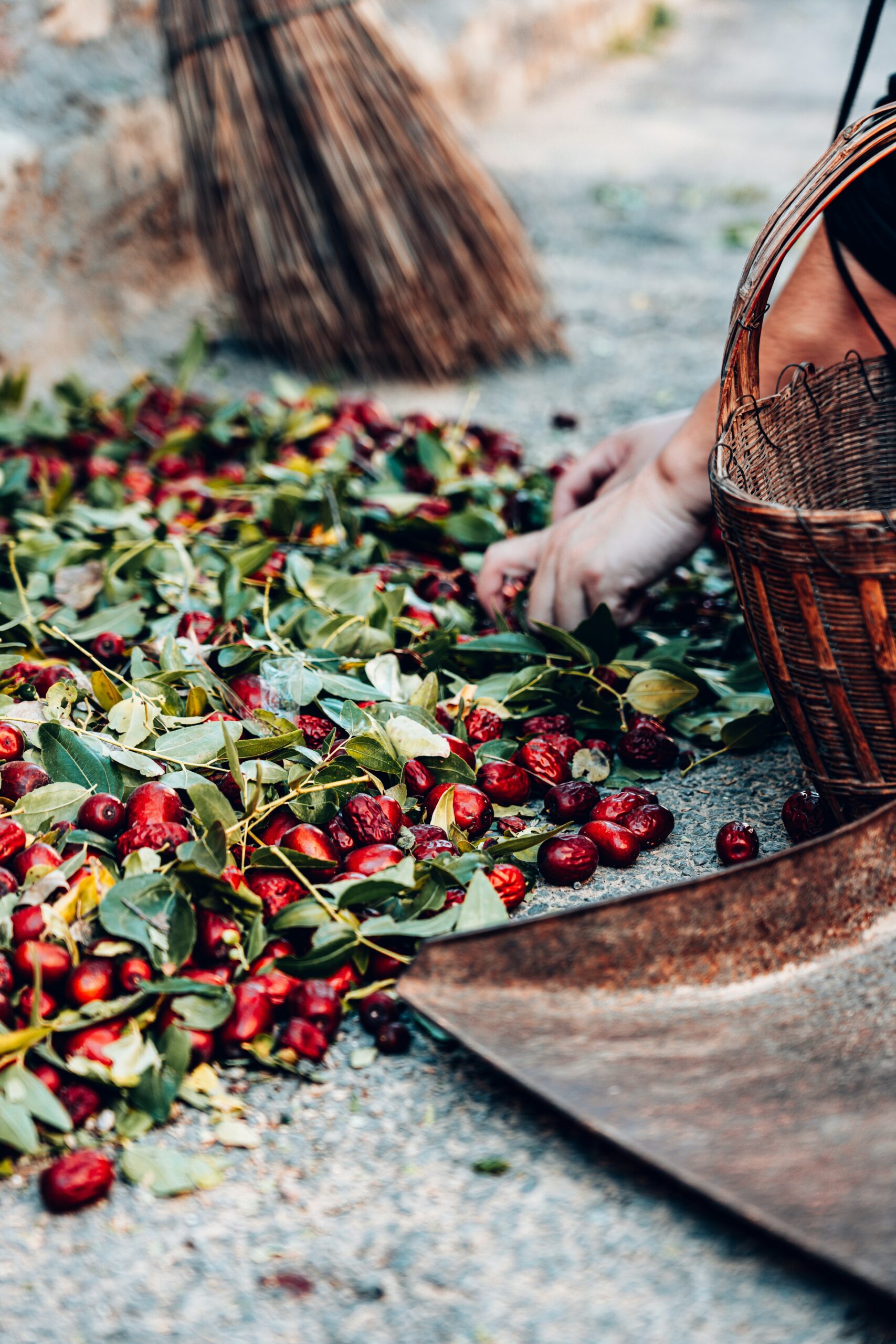 jujube fruit