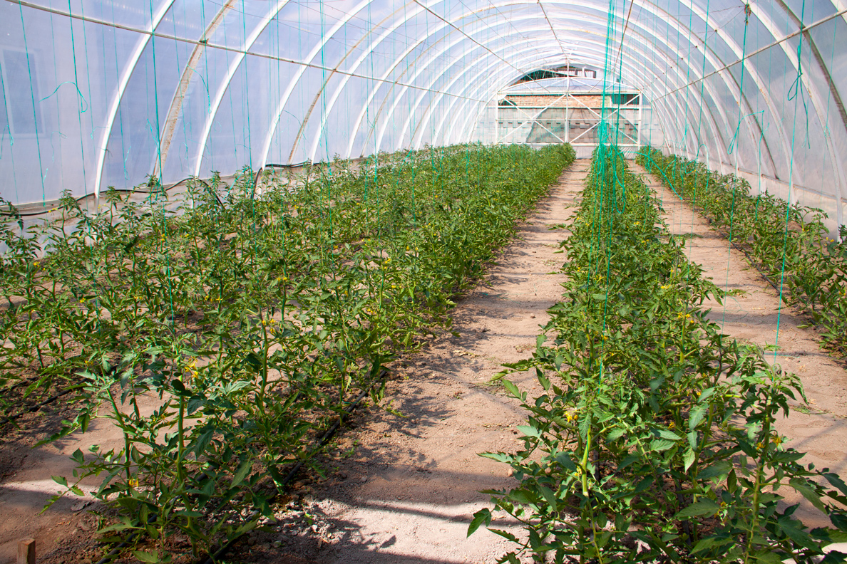 A hoop house greenhouse in Kazakhstan