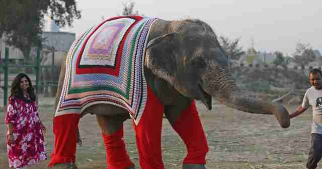 knitting, crochet, sweaters for elephants, elephant wearing afghan