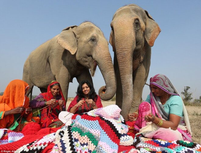 Knitting sweaters for elephants in India